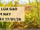 Giá Lúa Gạo Hôm Nay Ngày 17/1/2026: Gạo Phụ Phẩm Nhích Nhẹ
