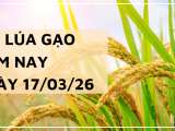 Giá Lúa Gạo Hôm Nay Ngày 17/3/2026: Áp Lực Giảm Giá Xuất Khẩu Gia Tăng