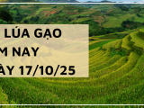 Giá Lúa Gạo Hôm Nay Ngày 17/10/2025: Giao Dịch Trầm Lắng