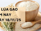 Giá Lúa Gạo Hôm Nay Ngày 18/11/2025: Thi Trường Giữ Đà Ổn Định