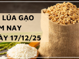 Giá Lúa Gạo Hôm Nay Ngày 17/12/2025: Lúa Tươi Hạ Nhiệt Nhẹ