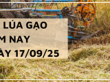 Giá Lúa Gạo Hôm Nay Ngày 17/9/2025: Giá Gạo Xuất Khẩu Nhích Tăng