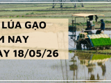 Giá Lúa Gạo Hôm Nay Ngày 18/5/2026: Thị Trường Chững Giá