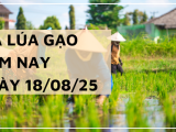 Giá Lúa Gạo Hôm Nay Ngày 18/8/2025: Thị Trường Trầm Lắng