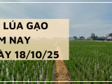 Giá Lúa Gạo Hôm Nay Ngày 18/10/2025: Giao Dịch Mua Bán Ngưng Trễ