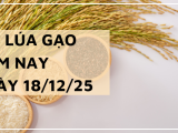 Giá Lúa Gạo Hôm Nay Ngày 18/12/2025: Gạo Xuất Khẩu Điều Chỉnh Trái Chiều