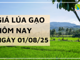 Giá Lúa Gạo Hôm Nay Ngày 1/8/2025: Giao Dịch Thị Trường Yếu