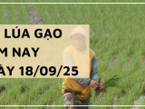 Giá Lúa Gạo Hôm Nay Ngày 18/9/2025: Giá Gạo Tăng Tốc