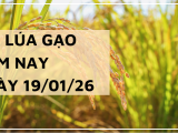 Giá Lúa Gạo Hôm Nay Ngày 19/1/2026: Thị Trường Trầm Lắng