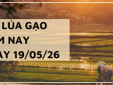 Giá Lúa Gạo Hôm Nay Ngày 19/5/2026: Gạo Xuất Khẩu Tăng Giá