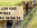 Giá Lúa Gạo Hôm Nay Ngày 19/8/2025: Thị Trường Trầm Lắng