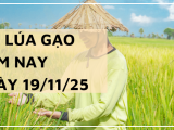 Giá Lúa Gạo Hôm Nay Ngày 19/11/2025: Giao Dịch Chậm
