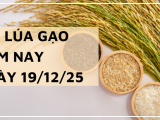 Giá Lúa Gạo Hôm Nay Ngày 19/12/2025: Lúa Tươi Bắt Đầu Hạ Nhiệt