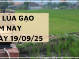 Giá Lúa Gạo Hôm Nay Ngày 19/9/2025: Giá Gạo Xuất Khẩu Đảo Chiều Giảm
