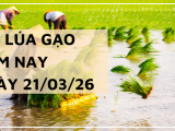 Giá Lúa Gạo Hôm Nay Ngày 21/3/2026: Thị Trường Trầm Lắng