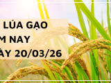 Giá Lúa Gạo Hôm Nay Ngày 20/3/2026: Thị Trường Chững Nhịp