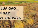 Giá Lúa Gạo Hôm Nay Ngày 20/5/2026: Lúa Tươi Đồng Loạt Bật Tăng Mạnh