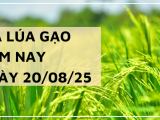 Giá Lúa Gạo Hôm Nay Ngày 20/8/2025: Gạo Nguyên Liệu Tiếp Tục Nhích Giá