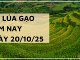 Giá Lúa Gạo Hôm Nay Ngày 20/10/2025: Giá Gạo Giảm Nhẹ