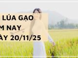 Giá Lúa Gạo Hôm Nay Ngày 20/11/2025: Thị Trường Đi Ngang