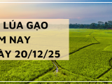 Giá Lúa Gạo Hôm Nay Ngày 20/12/2025: Xuất Khẩu Bứt Tốc
