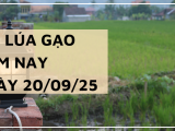 Giá Lúa Gạo Hôm Nay Ngày 20/9/2025: Giá Lúa Có Xu Hướng Tăng