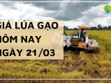 Giá lúa gạo hôm nay ngày 21/3 tại khu vực Đồng bằng sông Cửu Long