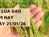 Giá Lúa Gạo Hôm Nay Ngày 21/1/2026: Giao Dịch Khởi Sắc