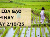 Giá Lúa Gạo Hôm Nay Ngày 2/10/2025: Giá Gạo Xuất Khẩu Giảm Nhẹ
