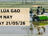 Giá Lúa Gạo Hôm Nay Ngày 21-05-2026: Thị Trường Khởi Sắc