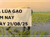 Giá Lúa Gạo Hôm Nay Ngày 21/8/2025: Xuất Khẩu Hạ Nhiệt