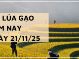 Giá Lúa Gạo Hôm Nay Ngày 21/11/2025: Giao Dịch Cầm Chừng