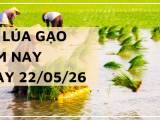 Giá Lúa Gạo Hôm Nay Ngày 22/5/2026: Thị Trường Đi Ngang