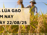 Giá Lúa Gạo Hôm Nay Ngày 22/8/2025: Thị Trường Đi Ngang