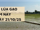 Giá Lúa Gạo Hôm Nay Ngày 21/10/2025: Giá Gạo Tiếp Tục Nhích Nhẹ