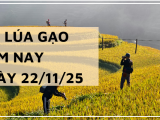 Giá Lúa Gạo Hôm Nay Ngày 22/11/2025: Gạo Xuất Khẩu Biến Động Mạnh