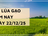Giá Lúa Gạo Hôm Nay Ngày 22/12/2025: Gạo Nàng Nhen Giữ Đỉnh Giá