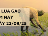 Giá Lúa Gạo Hôm Nay Ngày 22/9/2025: Giá Lúa Gạo Đi Ngang