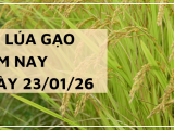 Giá Lúa Gạo Hôm Nay Ngày 23/1/2026: Thị Trường Chững Lại