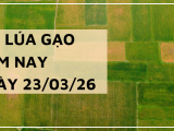 Giá Lúa Gạo Hôm Nay Ngày 23/3/2026: Thị Trường Đi Ngang