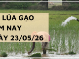 Giá Lúa Gạo Hôm Nay Ngày 23/5/2026: Thị Trường Giao Dịch Chậm