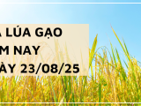 Giá Lúa Gạo Hôm Nay Ngày 23/8/2025: Thị Trường Đi Ngang
