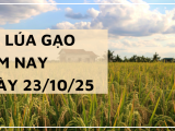 Giá Lúa Gạo Hôm Nay Ngày 23/10/2025: Giá Gạo Trong Nước Và Giảm Nhẹ