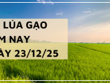 Giá Lúa Gạo Hôm Nay Ngày 23/12/2025: Gạo Nhích Nhẹ