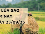 Giá Lúa Gạo Hôm Nay Ngày 23/9/2025: Mua Bán Chậm