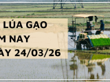 Giá Lúa Gạo Hôm Nay Ngày 24/3/2026: Thị Trường Trầm Lắng
