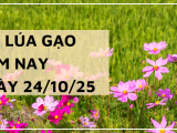 Giá Lúa Gạo Hôm Nay Ngày 24/10/2025: Giá Lúa Giảm Mạnh