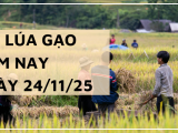 Giá Lúa Gạo Hôm Nay Ngày 24/11/2025: Thị Trường Đi Ngang