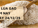 Giá Lúa Gạo Hôm Nay Ngày 24/12/2025: Thị Trường Chững Lại