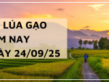Giá Lúa Gạo Hôm Nay Ngày 24/9/2025: Xuất Khẩu Hạ Nhiệt